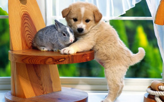 Puppy rabbit cuddling sleeping furry - beatrix potter free wallpaper for desktop