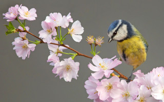 Bird branch pinkflowers ecological art - branch free wallpaper