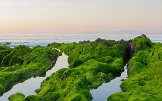 Lake mountain forest moss green - green moss free wallpaper