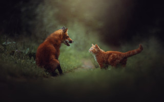 Cats playing in woods night - two cat free wallpaper for desktop