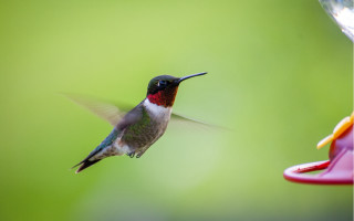 Hummingbird feeder hovering holography macro - a hummingbird free wallpaper