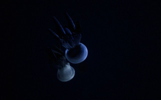 Bird moon light bulb night - a light bulb free wallpaper