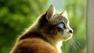 Cat blue eyes window outdoors - the house free wallpaper