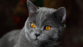 Gray cat yellow eyes serious 8 - a gray cat free wallpaper for desktop