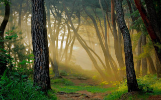 Forest path light rays matte - forest free wallpaper for desktop