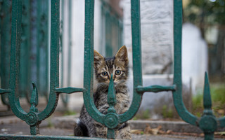Kitten green gate park blurry - brassaï free wallpaper