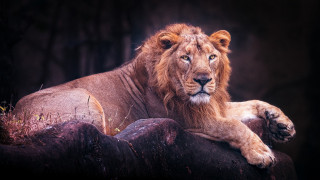 Lion lying on rock dark - a lion free wallpaper