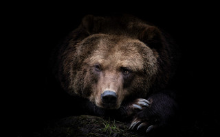 Brown bear sitting rock dark - his eye free wallpaper