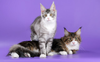 Grey white cats purple background - the other free wallpaper