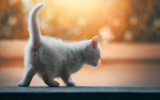 White kitten sunlight sidewalk tiltshift - its tail free wallpaper