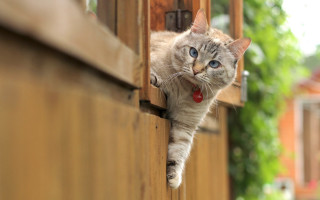 Cat wooden door red collar - a wooden door free wallpaper