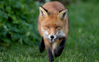 Red fox running grassy field 2 - a red fox free wallpaper