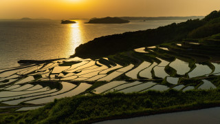 Rice field sunset landscape jigsaw - a sunset in the background and a body of water free wallpaper for desktop