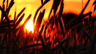 Sunset field wheat grass embers - the tall grass free wallpaper