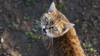 Cat toothy grin blue eyes - toothy free wallpaper