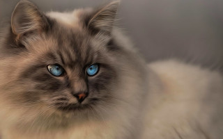 Cat blue eyes renaissance marble - renaissance free wallpaper