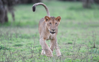 Lion grassy field trees forest - andrew geddes free wallpaper