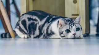 Cat floor chair door carlos - flat free wallpaper