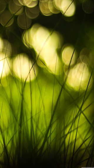 Blurry grass green background light - grass free wallpaper for mobile