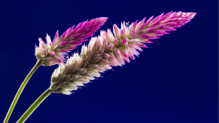 Flower blue background blue sky - a blue background behind free wallpaper