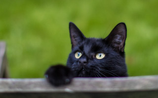 Black cat yellow eyes overledge - moss free wallpaper for desktop