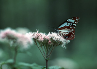 Butterfly sitting flower forest nature - digital photography free wallpaper