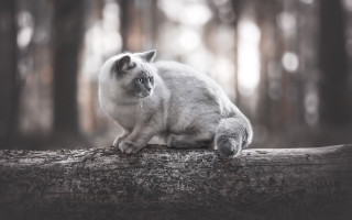 Cat log woods serious photorealistic - in the wood free wallpaper