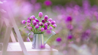 Metal watering can purple flowers 2 - purple flower free wallpaper