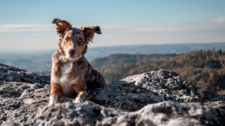 Dog mountain lake beach sky - a rock free wallpaper for desktop