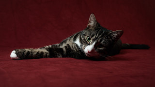 Black cat red blanket green - a red blanket free wallpaper