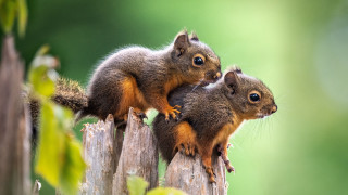 Squirrels wooden post blue eyes - chippy free wallpaper for desktop