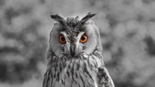 Owl orange eyes blurry background 2 - a close up of an owl free wallpaper