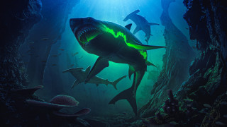 Sharks deepblue sea light bioluminescence - bioluminescence free wallpaper