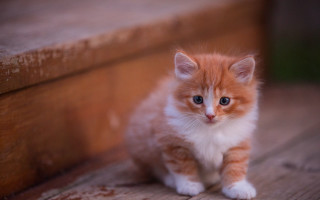 Orange white kitten sad bench - kitten free wallpaper