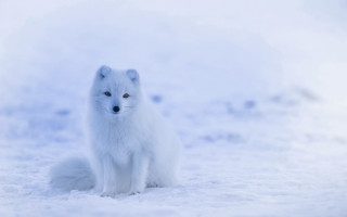 White fox snow blue eyeshadow - a white fox free wallpaper