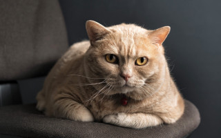 Cat chair collar focus blurry - a collar free wallpaper