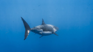 Great white shark fish arcade - great free wallpaper