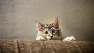 Cat bed wall paw shiba - the bed free wallpaper