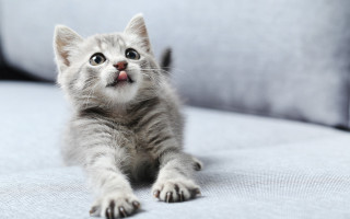 Kitten surprised couch animal focus - grey free wallpaper