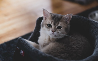 Cat petbed woodenfloor food bowl - a wooden floor next free wallpaper
