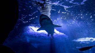 Shark aquarium light fish underwater - a large aquarium free wallpaper