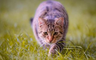 Cat walking grassy field blurry - a grassy field free wallpaper