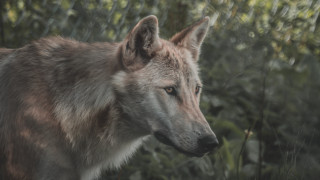 Wolf fence trees naturalism animal - a wolf free wallpaper