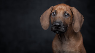 Brown dog sad portrait black - his face and nose free wallpaper