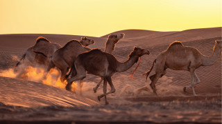 Camel group desert sunset dust - dust free wallpaper