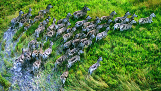 Zebras stream water grass nature - the grass together free wallpaper