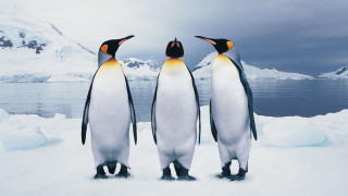 Penguins snow mountains water cloudy - three penguin free wallpaper
