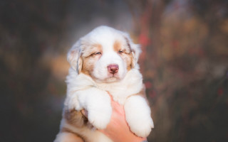 Puppy hugging portrait blurry background - a blurry background behind free wallpaper