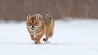 Wolf snow run furry award - in the wintertime time free wallpaper