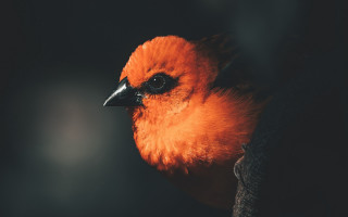 Bird orange feathers black headband - a close up of a bird free wallpaper